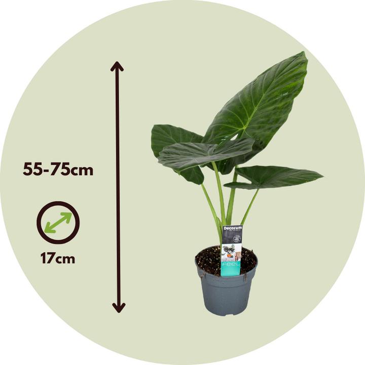 Actual product image Plant in a Box Alocasia Odora - Big Elephant Ear (55 cm)