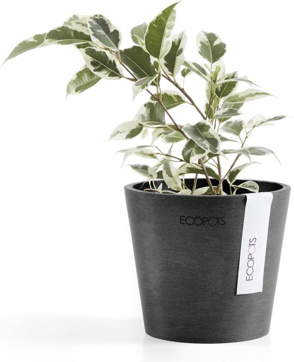 Actual product image Ecopots Amsterdam Mini (10.50 cm)