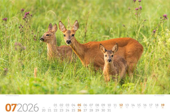 Image du produit Tierwelt Wald Kalender 2026 (45 x 33 cm, Couverture rigide, Allemand)