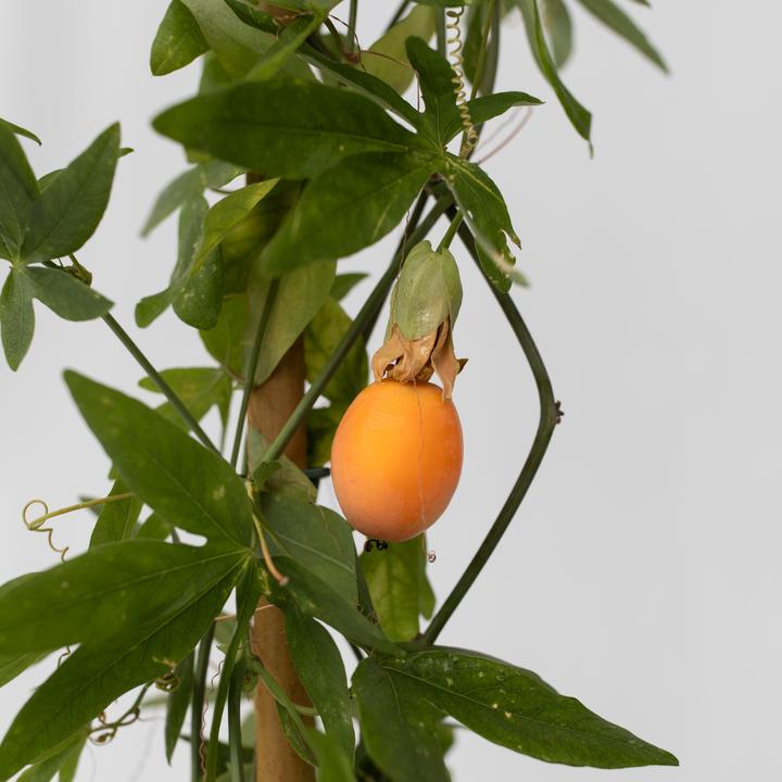 Image du produit Plant in a Box Passiflora caerulea - Fleur de la passion (110 cm)