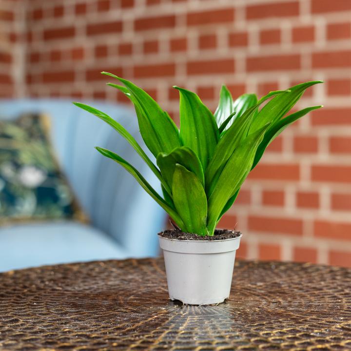 Actual product image Flowerbox Dragon tree Janet Craig - height ca. 15 cm, pot-Ø 6 cm - Dracaena Deremensis Janet Craig (15 cm)