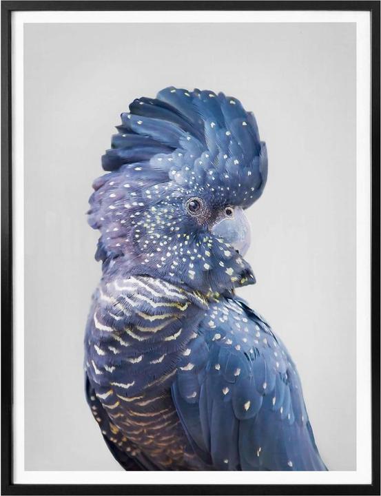 Actual product image Trenddeko Blue Cockatoo (24 x 30 cm)