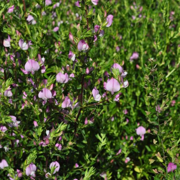 Produktbild Säntispracht 4 er Set, Dornige Hauhechel - Ononis spinosa Dornige Hauhechel (70 cm)