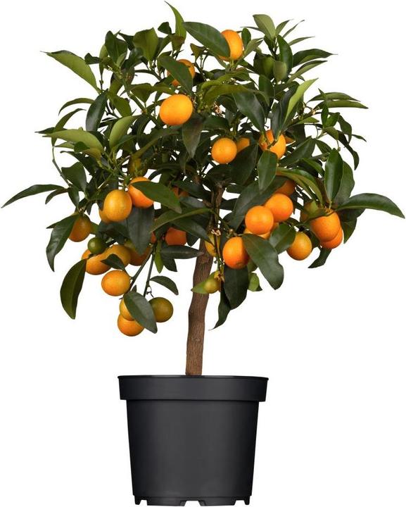 Kumquat (65 cm)