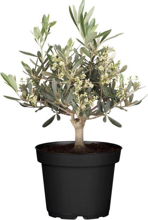 Olivenbaum (50 cm)