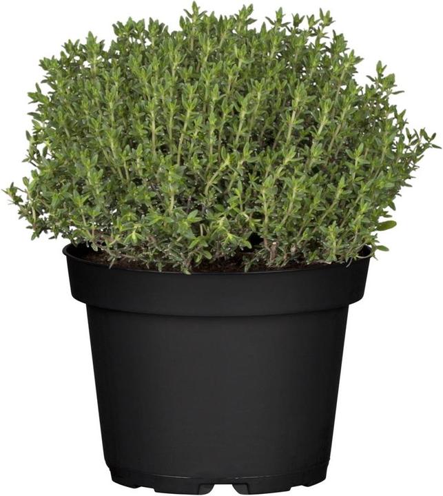 Thym véritable