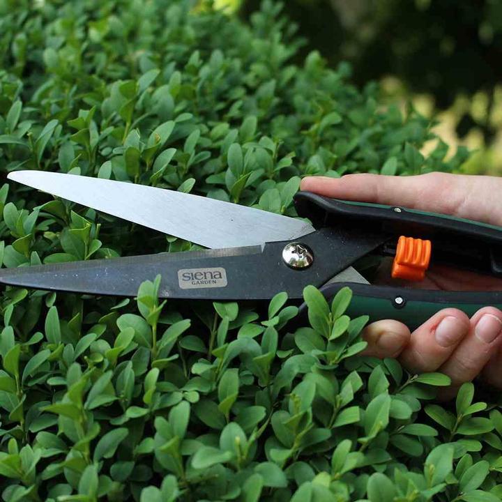 Actual product image Siena Garden Boxwood shears