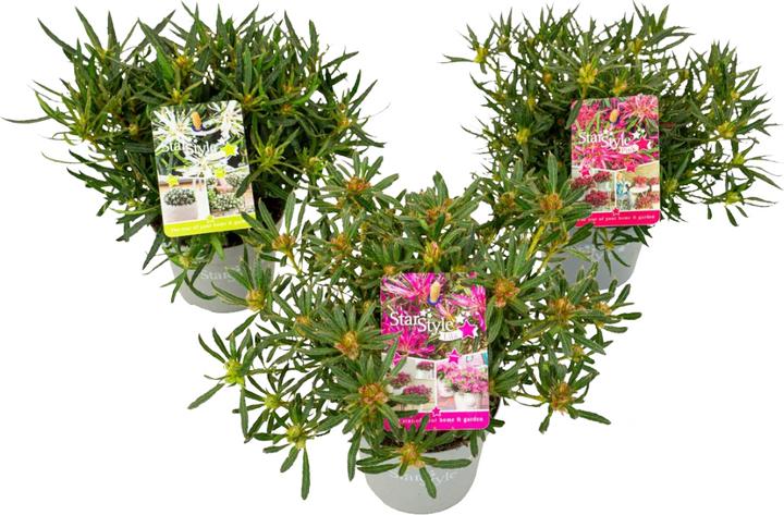 Produktbild Plant in a Box Rhododendron Azalea StarStyle - 3er-Set Azalee (25 cm)