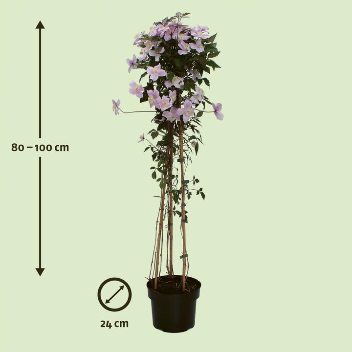 Produktbild Zulauf Anemonen-Waldrebe / Clematis montana var. rubens (80 cm)