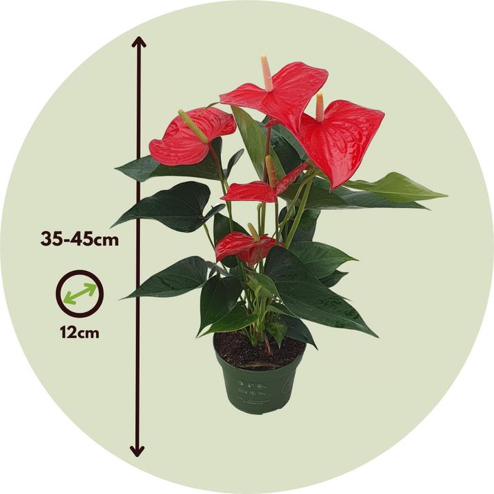 Immagine prodotto Plant in a Box Anthurium 'Royal Champion' - Flamingoblume (35 cm)