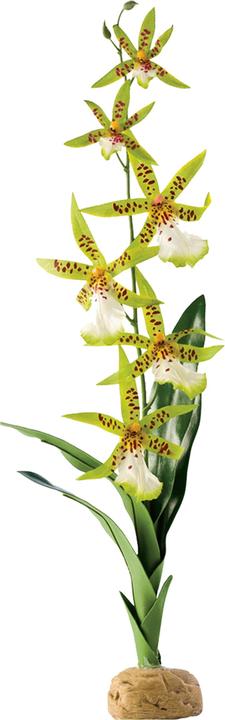 Immagine prodotto Exo Terra Orchidea ragno