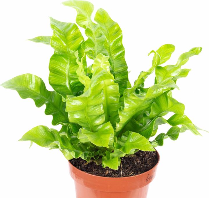 Actual product image Flowerbox Nestfarn - Asplenium nidus 'Crispy Wave' (25 cm)