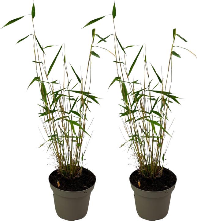 Actual product image Plant in a Box Fargesia papyrifera 'Blue Dragon' - 2er-Set Bambus (30 cm)