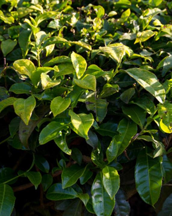 Produktbild Tropica Echter Teestrauch Camelia sinensis var. sinensis