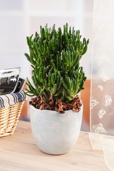 Produktbild Plant in a Box Crassula ovata Hobbit - Jadepflanze (55 cm)