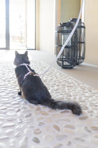 Image du produit Designed by Lotte Harnais de chat Virante (L, Chat, Promenade)