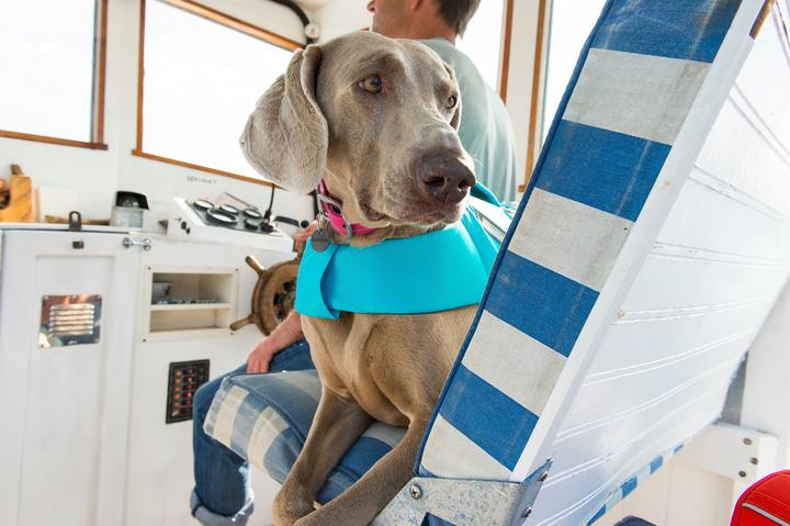 Produktbild Ruffwear Float Coat Hundeschwimmweste (L, Hundeweste)