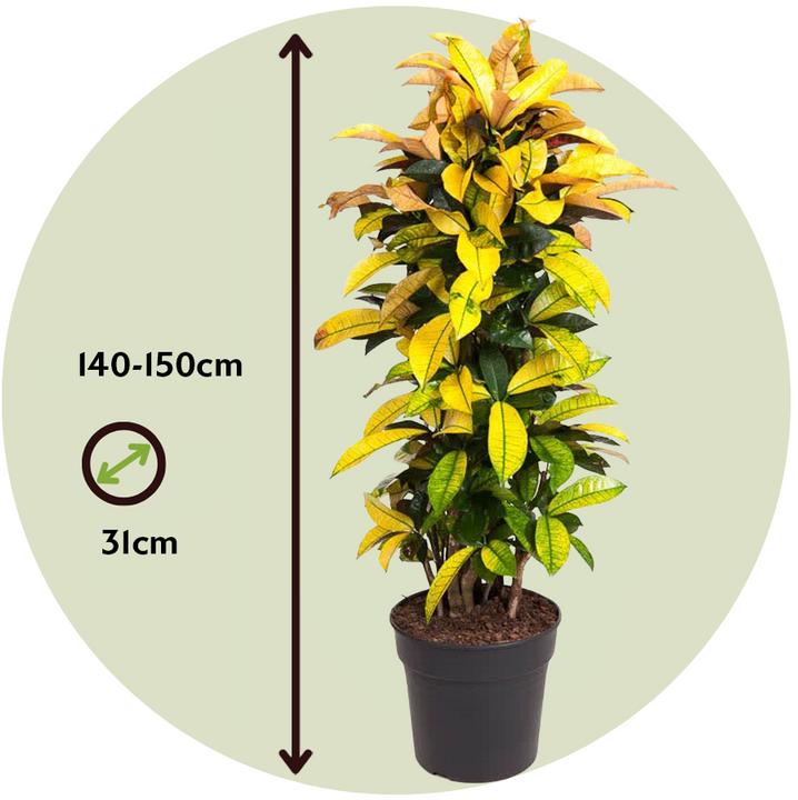 Actual product image Plant in a Box Codiaeum variegatum 'Mrs Iceton' - (140 cm)