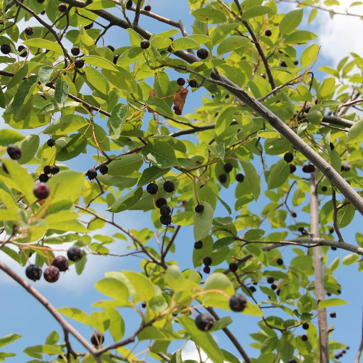 Actual product image Zulauf June berry, Service berry (100 cm)