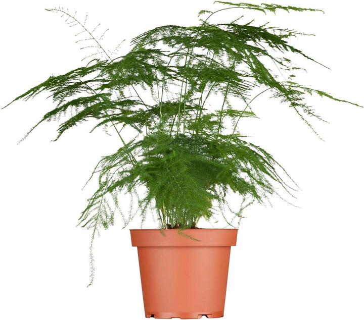 Plantlovers Asparagus Setaceus Bush (Zierspargel) (35 cm, Frisch umgetopft)