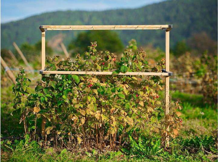 Actual product image Gusta Garden Berry Buddy (93 cm, 11.90 cm)
