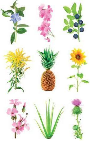 Immagine prodotto Click and Grow Kit sperimentale (Germogli)