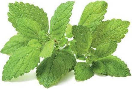 Image du produit Click and Grow Mélisse (Graines d'herbes aromatiques)