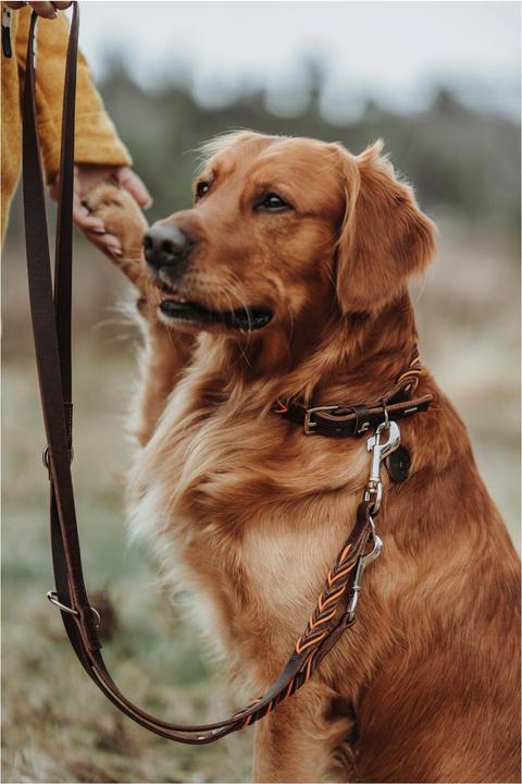 Immagine prodotto Hunter Guinzaglio per cani con cordino di educazione solida (Cane, Generale)