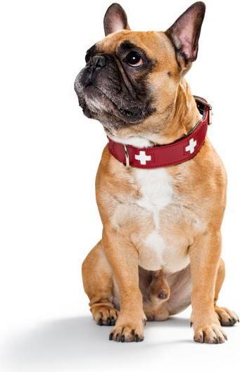 Immagine prodotto Hunter Svizzero (Cane, Sport cane)
