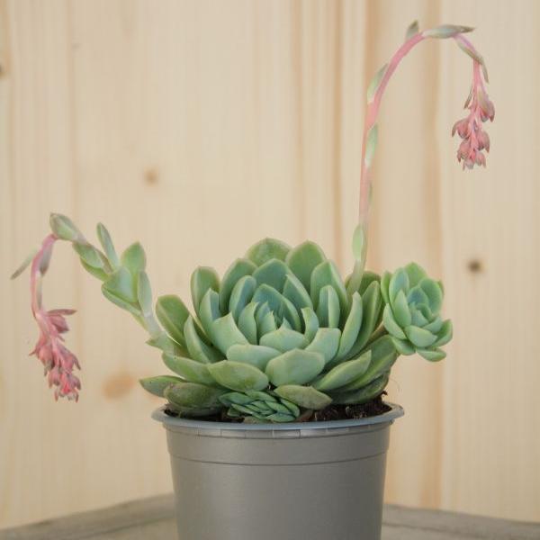 Actual product image Säntispracht Set of 8, fat leaf rosette - Echeveria elegans (10 cm)