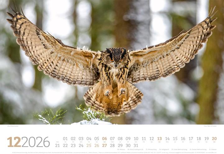 Image du produit Tierwelt Wald Kalender 2026 (45 x 33 cm, Couverture rigide, Allemand)