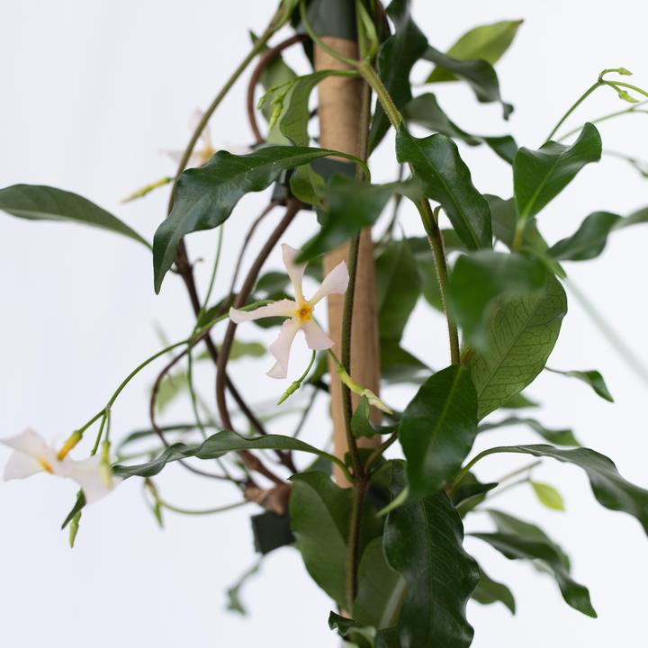 Produktbild Plant in a Box Trachelospermum jasminoides 'Pink Showers' - (110 cm)