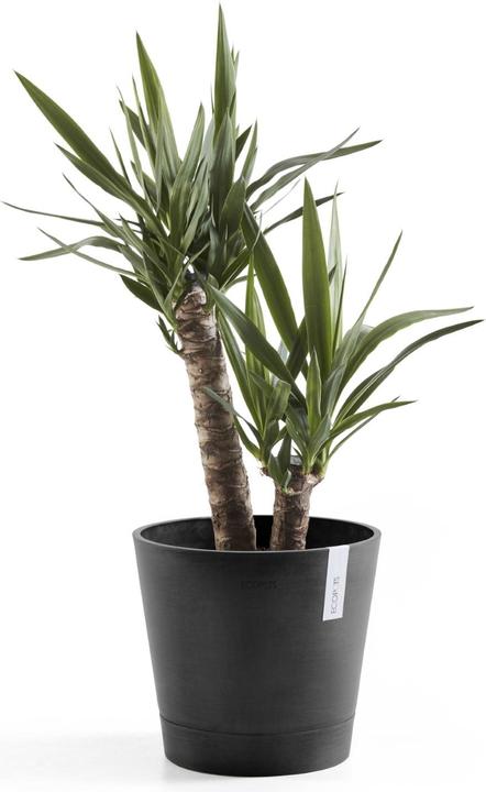 Actual product image Ecopots Venice (30 cm)