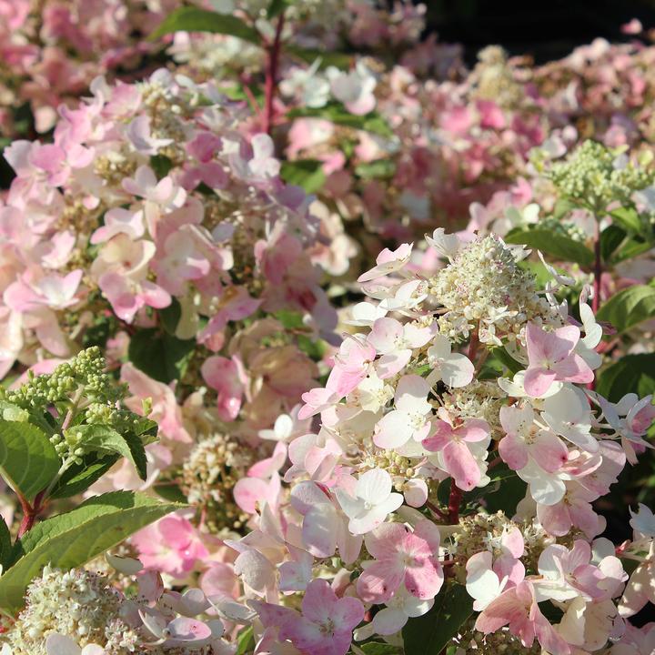 Image du produit Zulauf Rispen-Hortensie / Hydrangea pan. 'Wim's Red' (40 cm)