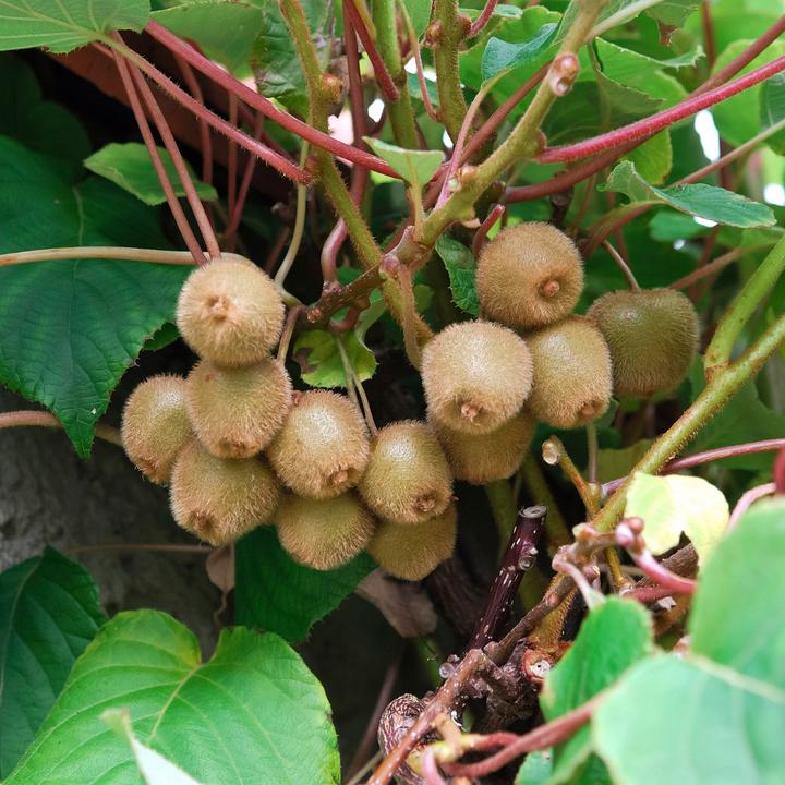 Actual product image Zulauf Berry kiwi (100 cm)