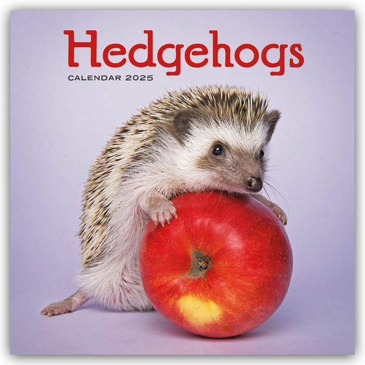 Image du produit Hedgehogs - Hérisson 2024 (30,5 x 30,5 cm, Anglais, Allemand)