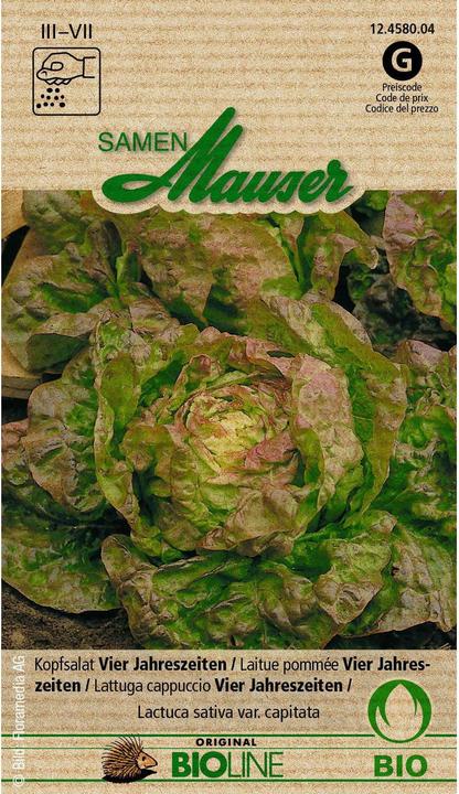 Actual product image Samen Mauser Bud Organic Lettuce Four Seasons (Vegetable seeds)