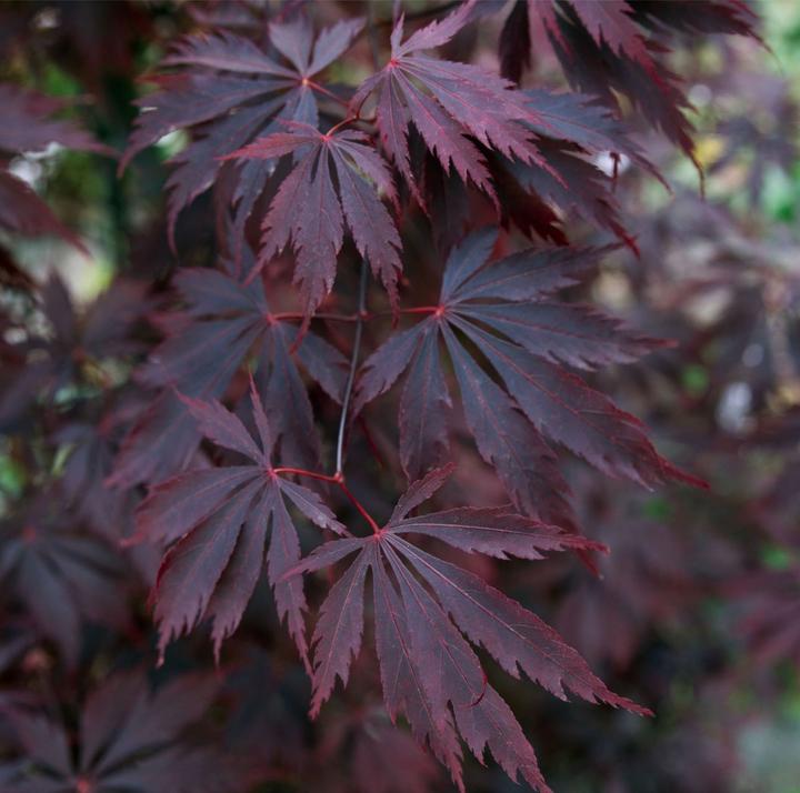 Image du produit Plant in a Box Acer Palmatum 'Black Lace' - Set de 2 érables (60 cm)