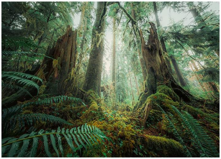 Produktbild Ravensburger Faszinierender Wald (1000 Teile)