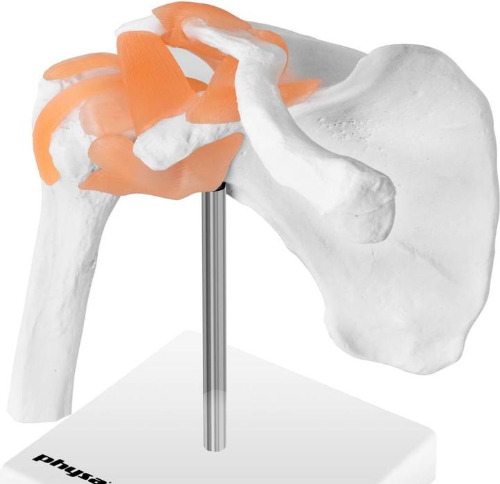 Immagine prodotto Physa Modello anatomico spalla - A grandezza naturale
