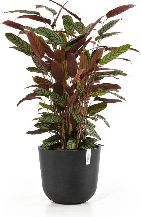 Actual product image Ecopots Oslo (45 cm)