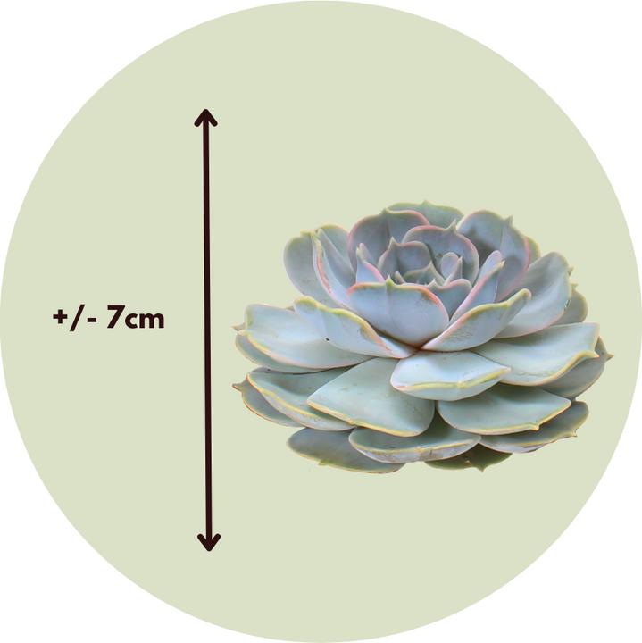 Immagine prodotto Plant in a Box Echeveria lilacina - miscela di 5 Echeveria fai da te (7 cm)