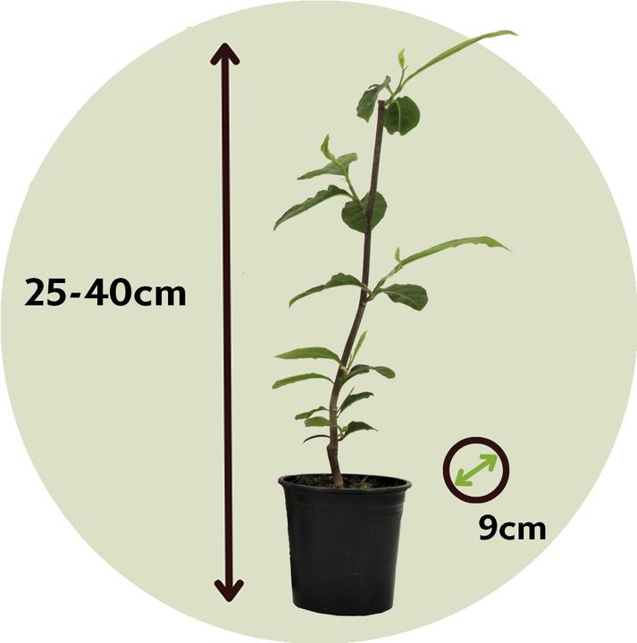 Actual product image Plant in a Box Magnolia Susan - Set of 3 Magnolia (25 cm)