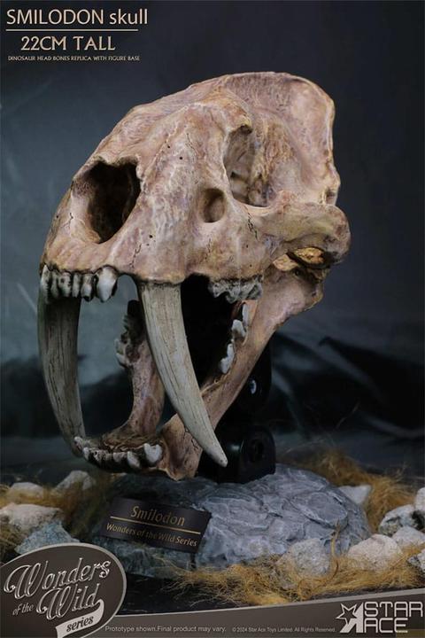 Actual product image Star Ace Toys Wonders of the Wild Series Statue Smilodon Skull Fossil 22 cm
