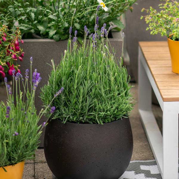 Immagine prodotto Säntispracht Il profumo mediterraneo Lavanda - Lavendula (40 cm)