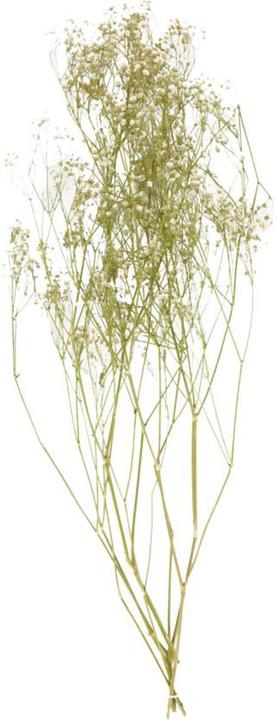 Produktbild Dijk Schleierkraut natur - Gypsophila (Trockenblumen)