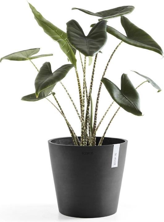 Actual product image Ecopots Amsterdam + Wasserbehälter (30 cm)