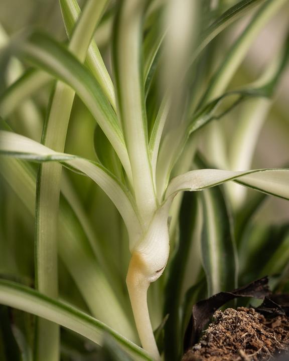 Actual product image feey Grünlilie (25 cm, Freshly repotted)