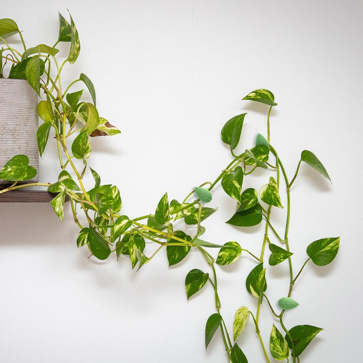 Actual product image Relaxdays 140x plant clips (1 cm, 2 cm)