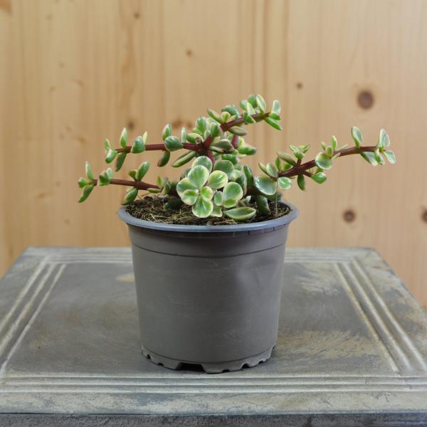 Produktbild Säntispracht Der panaschierter Speckbaum - Portulacaria afra Variegata (80 cm)